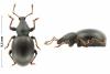 Otiorhynchus sp.